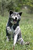 AKITA INU 339